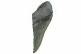 Partial Fossil Megalodon Tooth - South Carolina #289294-1